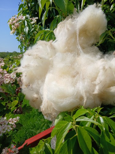 Raw wool greasy fleece pure - greasy,