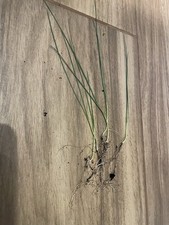 10 X  Leek  MULTI SEEDED