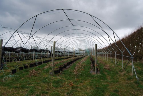 Photo 6x4 polytunnels near - photo,