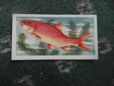  Brooke Bond "Freshwater Fish" 1960 original tea-card,  No.8, "Golden Orfe".  