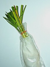 12 (min) MULTIPLYING LEEK