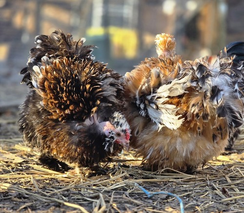 Mille fleur silkie - 6+,