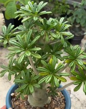 Tall 30cm Dorstenia gigas