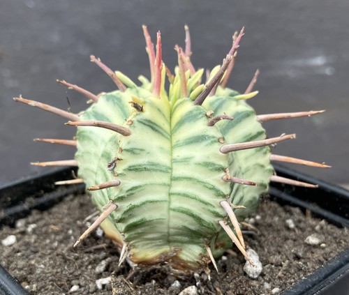 Euphorbia meloformis - euphorbia,