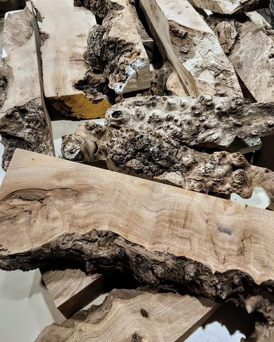 Burr elm wood blanks live - burr,