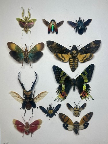Insects moths collectables - insects,,