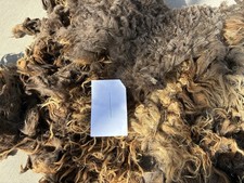 Navajo Churro Sheep Wool