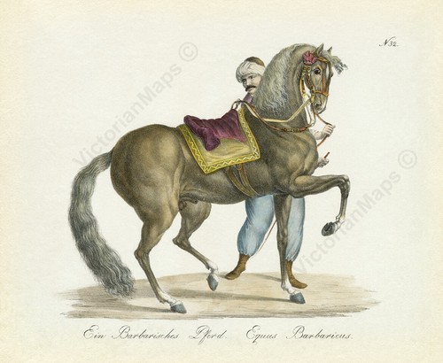 Barbarian horse berber antique - berber,