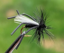 Vibrating hawthorn fly - vibrating,