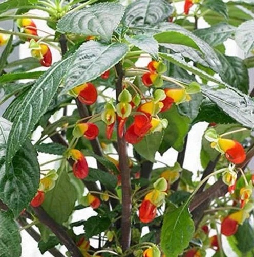 Potted parrot plant - plant, congo