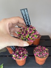 Annecampseros Telephiastrum Colourful Succulent Plant