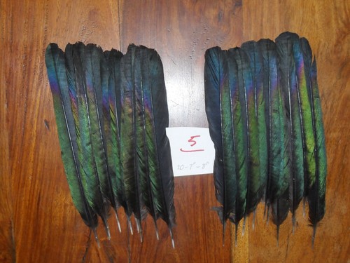 Magpie tail feathers - magpie, 7"to