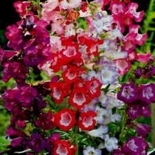 6 x Plug Plants Penstemon mixed Clump forming Hardy Perennial