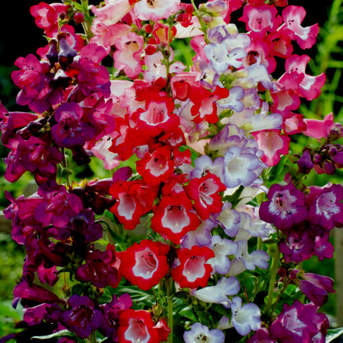 Plug plants penstemon - plug,