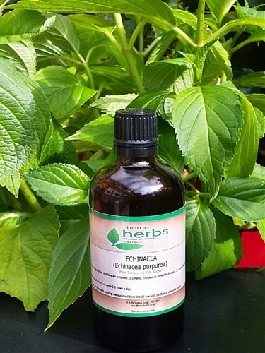 Organic echinacea purpurea - organic,