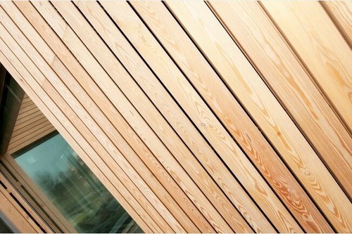New siberian larch - -,