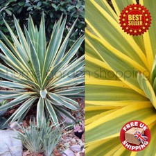 Yucca gloriosa Variegata Variegated Spanish Dagger Evergreen Potted Grassy Shrub