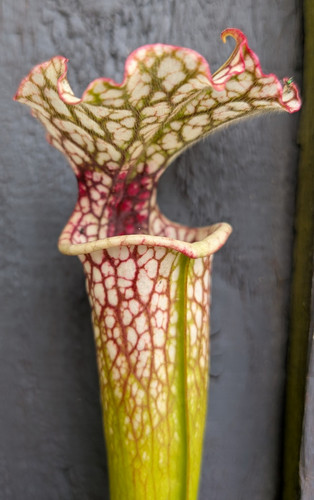 Sarracenia bud wilkerson x - (bud,