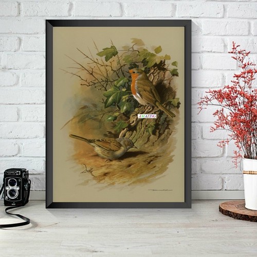 Basil ede british birds of - british,