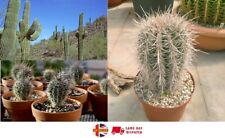 Saguaro Giant Cactus (Carnegiea Gigantea) | 20+ fresh Seeds | Same Day Dispatch