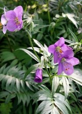 Polemonium caeruleum 'Norwood Pink'- Jacob's Ladder 9cm pot pink-Lot of 3 plants