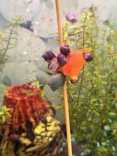 Premium purple mystery snails - premium,