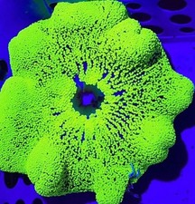 Baby Green Carpet Anemone