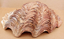 LARGE VINTAGE CLAM SEASHELL SEA SHELL WEATHERED PATINA 24CM WIDE 890g