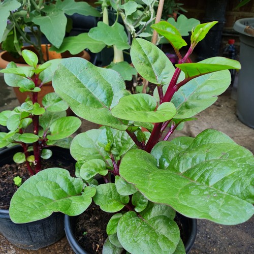 Malabar spinach seeds - spinach, red