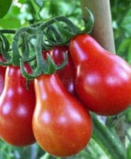 Tomato Red Pear x 1 Plug