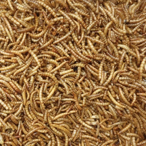 Juicy dried mealworms wild - dried,