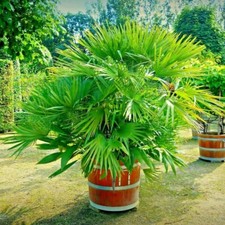 Palm Tree Potting Soil