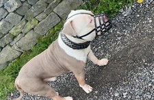 Leather Dog Muzzle for American Bully , Bully XL and other similar snouts