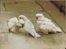 1928 Press Photo Male and