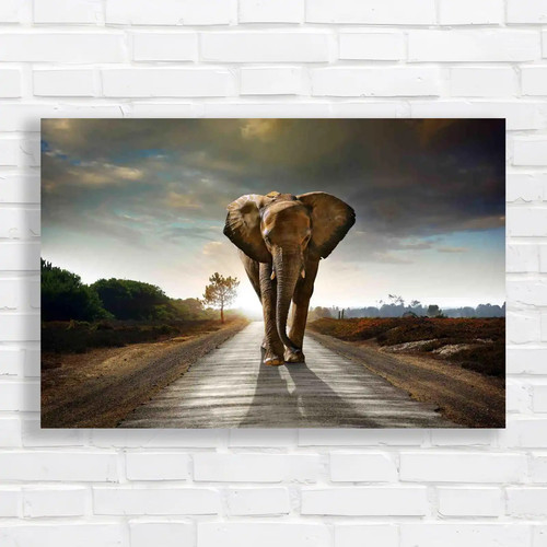 Elephant walking road - elephant, in