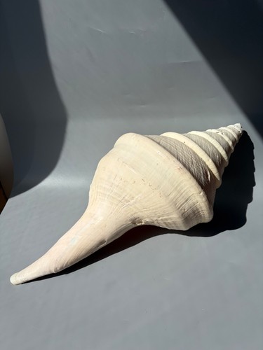 Rare large old australian - rare,