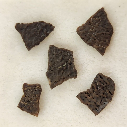 Hadrosaur egg shell fossils - hadrosaur,