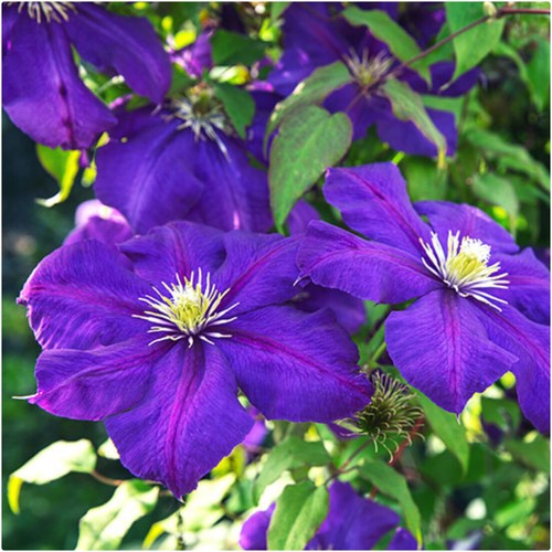 Clematis hybrid the - clematis,