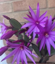 Easter Cactus Well Rooted