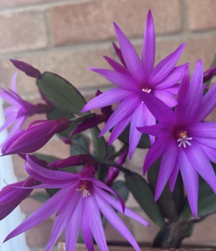 Easter cactus well rooted - easter,