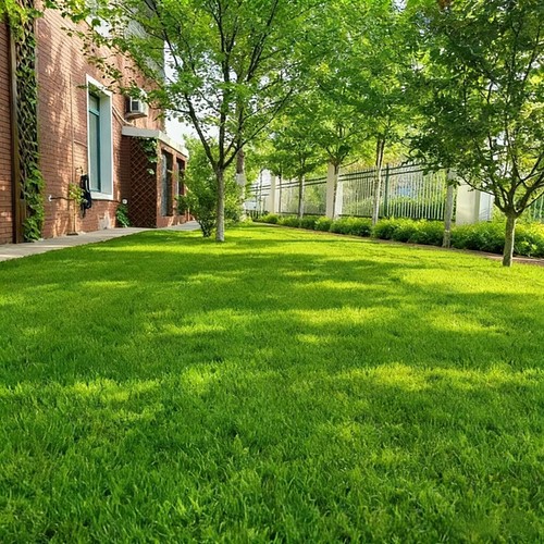 Evergreen dwarf grass seed - evergreen,