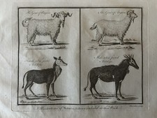 1782 Angora Goats & White Footed Antelopes Antique Copper Plate Engraving
