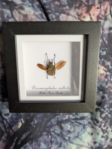 Antler horn beetle - antler,