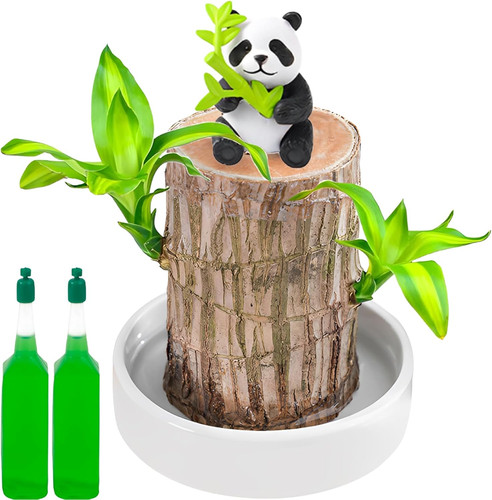 Brazilian wood plant - brazilian, bamboo