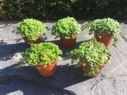 Green helxine soleirolii - 5x,