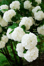 Viburnum opulus Compact 'Compactum' Guelder Rose Hardy Shrub 3.6L Pot by Suttons