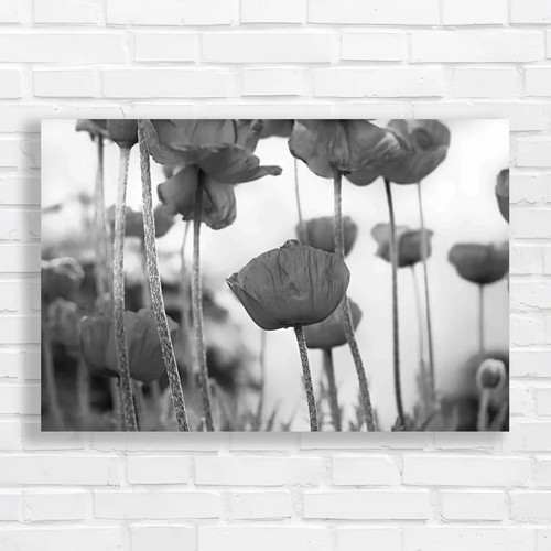 Poppy blooming field - blooming,