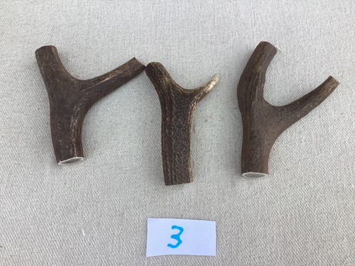 Red deer antler walking - 3,