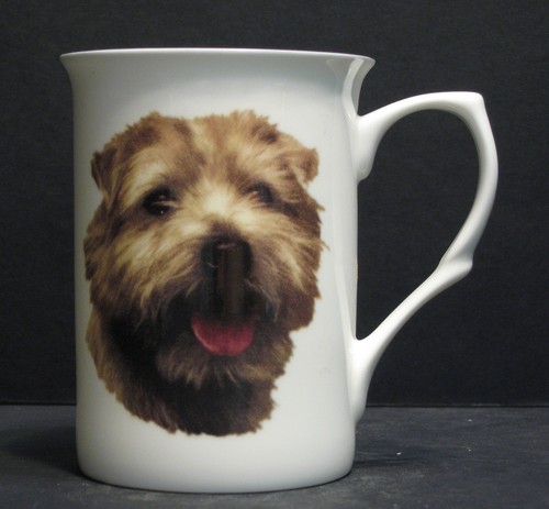 Norfolk terrier dog - terrier, (head
