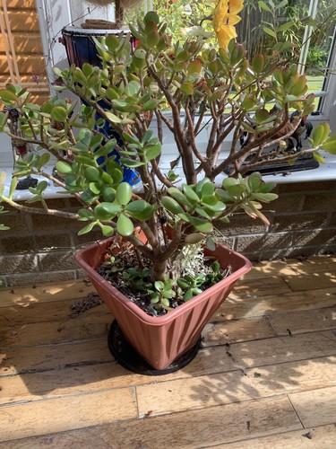 Giant lucky money - giant, plant